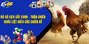 Đá Gà Cựa Sắt EV88 - Trận Chiến Khốc Liệt Giữa Các Chiến Kê