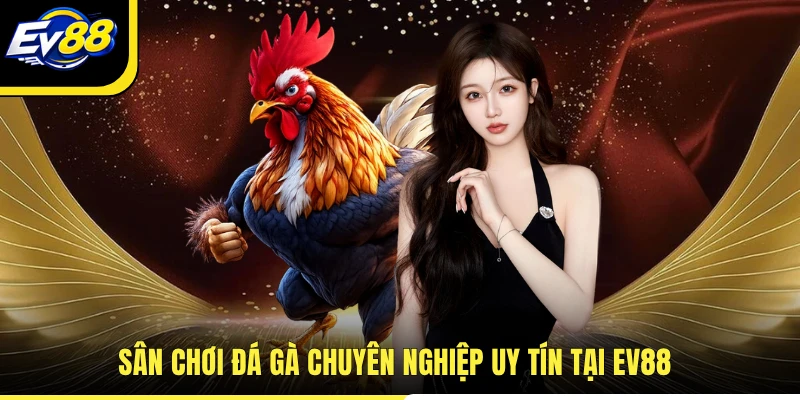 Sân chơi đá gà chuyên nghiệp uy tín tại EV88